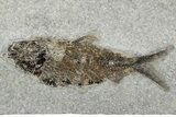 Large, Priscacara Fossil Fish With Knightia - Wyoming #189308-4